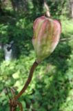 Lilium monadelphum