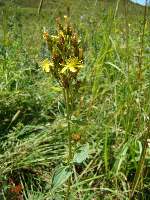 Изображение особи Hypericum hirsutum.