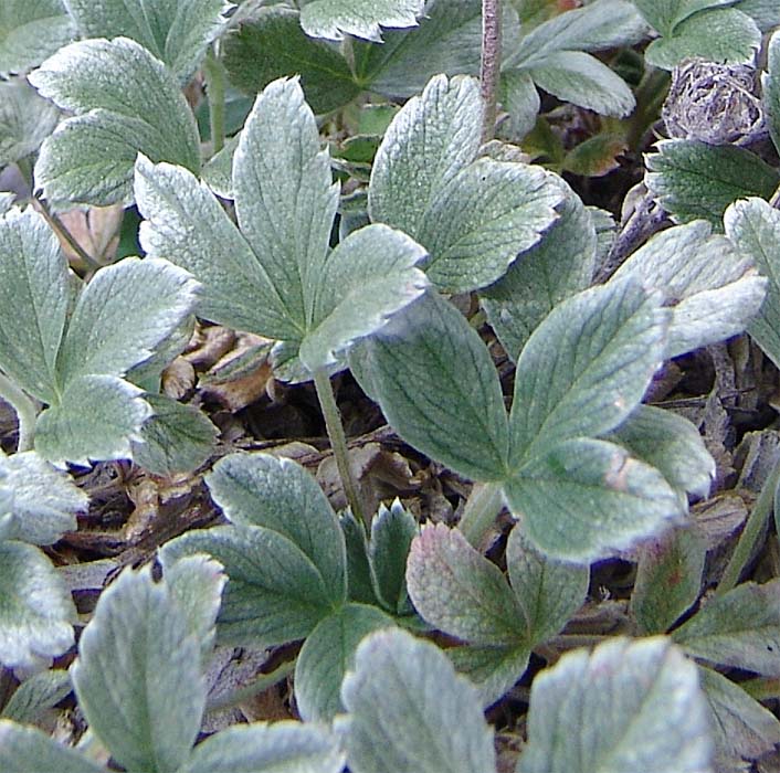 Image of Potentilla oweriniana specimen.