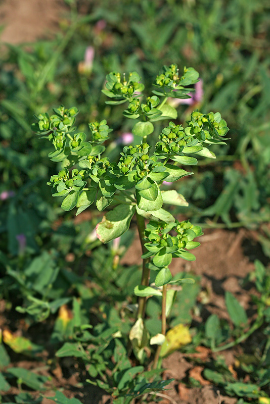 Изображение особи Euphorbia helioscopia.