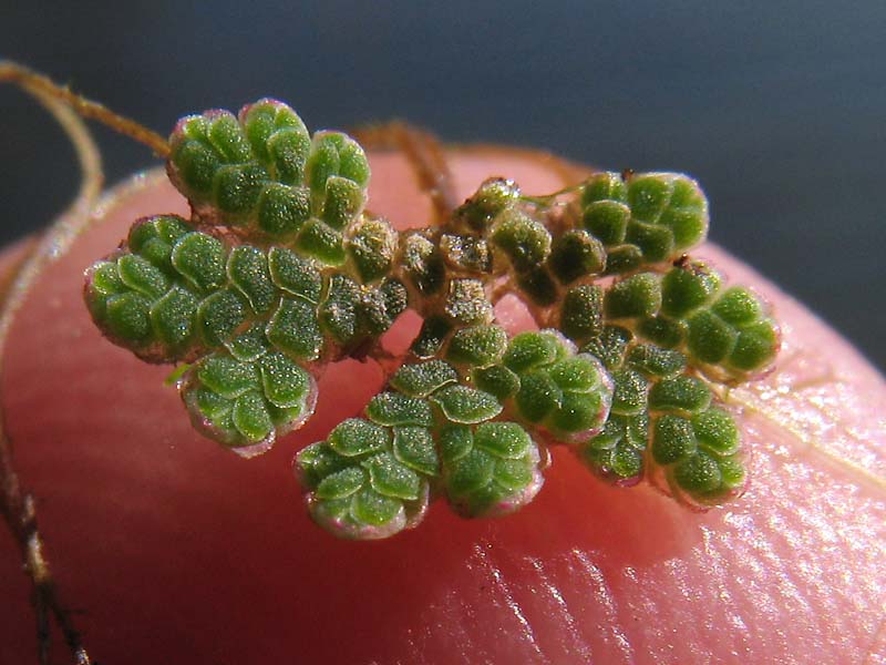 Изображение особи Azolla filiculoides.