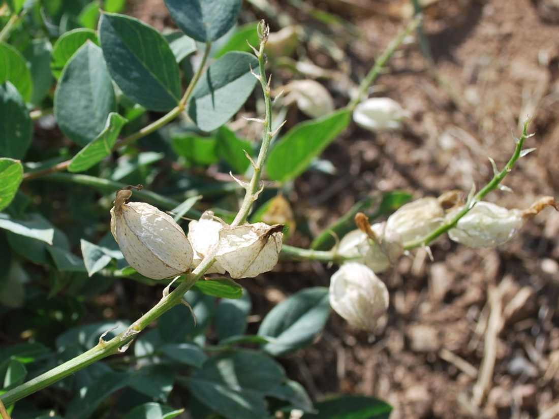 Image of Astragalus megalomerus specimen.