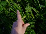 Erodium moschatum