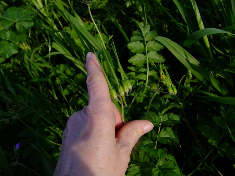 Image of Erodium moschatum specimen.