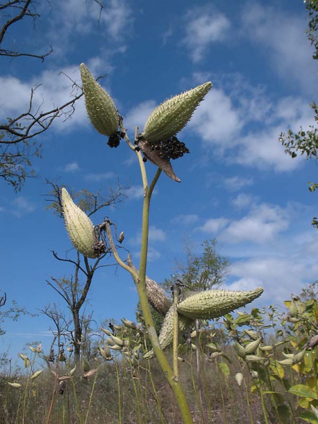 Image of Asclepias syriaca specimen.