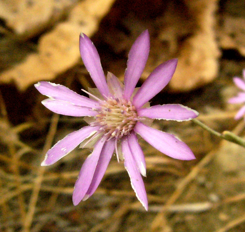 Изображение особи Xeranthemum squarrosum.