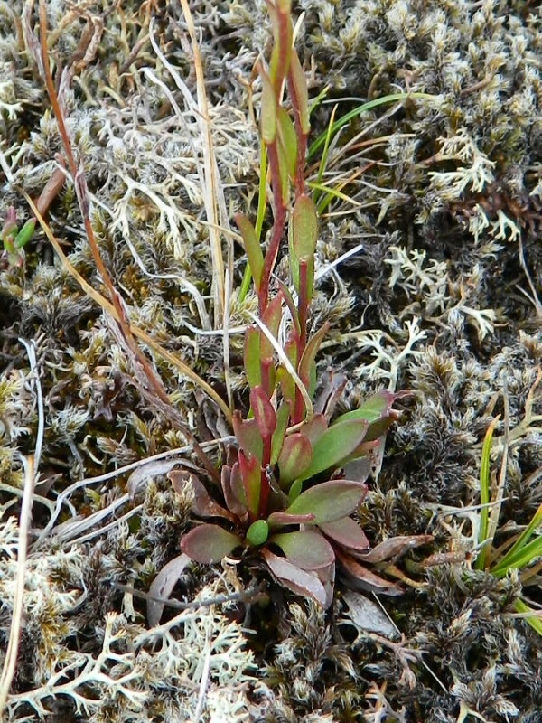 Изображение особи Saxifraga hirculus.