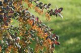 Berberis &times; ottawensis