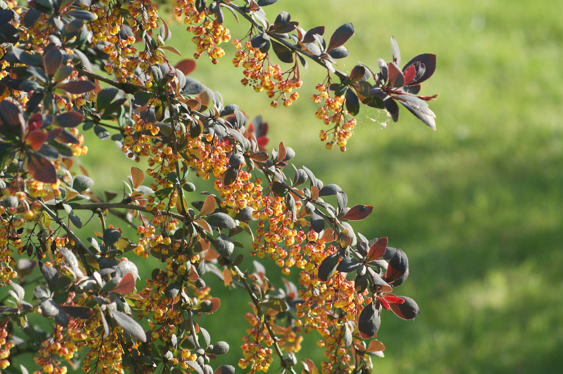 Image of Berberis &times; ottawensis specimen.