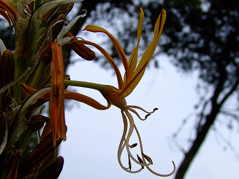 Изображение особи Asphodeline lutea.