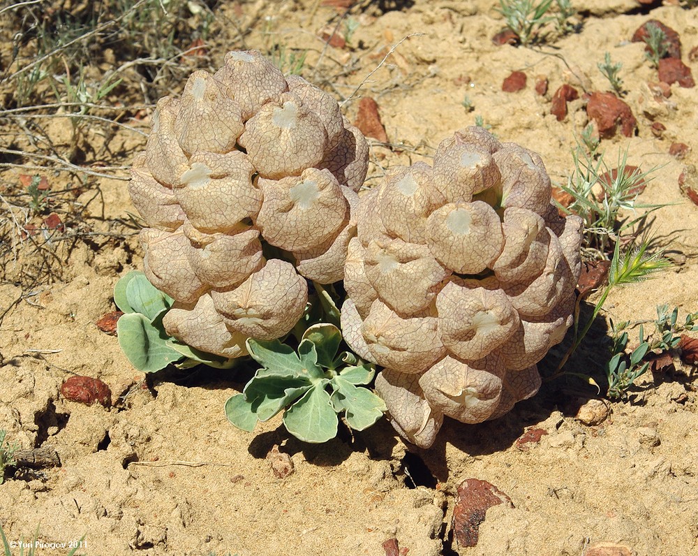 Image of Leontice incerta specimen.