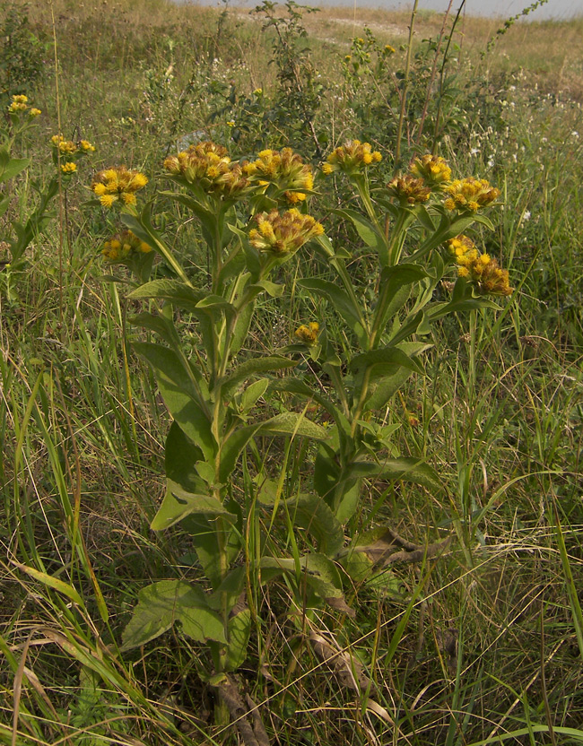 Изображение особи Inula thapsoides.