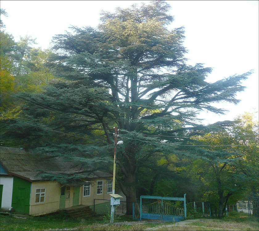 Image of Cedrus atlantica specimen.