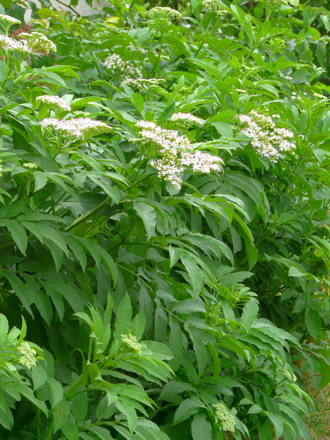 Изображение особи Sambucus ebulus.