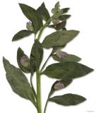 Symphytum officinale