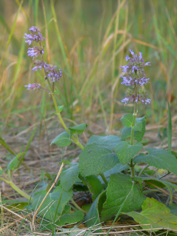 Изображение особи Salvia verticillata.