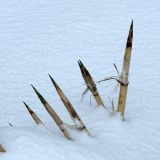 Phragmites australis. Вымытые штормом из песчаного субстрата и припорошенные снегом зимующие побеги. Ленинградская обл., окр. пос Большая Ижора, песчаный пляж. 14.01.2012.