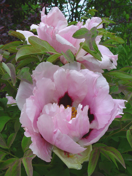 Изображение особи Paeonia suffruticosa.