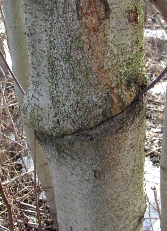 Image of Alnus incana specimen.