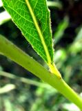Salix × undulata. Часть побега и листа; виден характер опушения. Астраханская обл., Красноярский р-н, с. Шмагино, берег р. Шмагина. 13.08.2011.