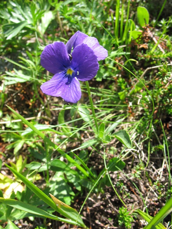 Изображение особи Viola oreades.