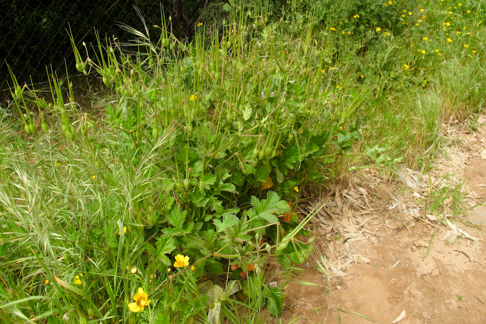 Image of Erodium gruinum specimen.