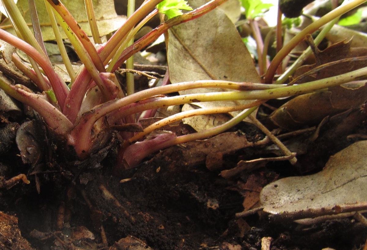 Image of Sanicula europaea specimen.