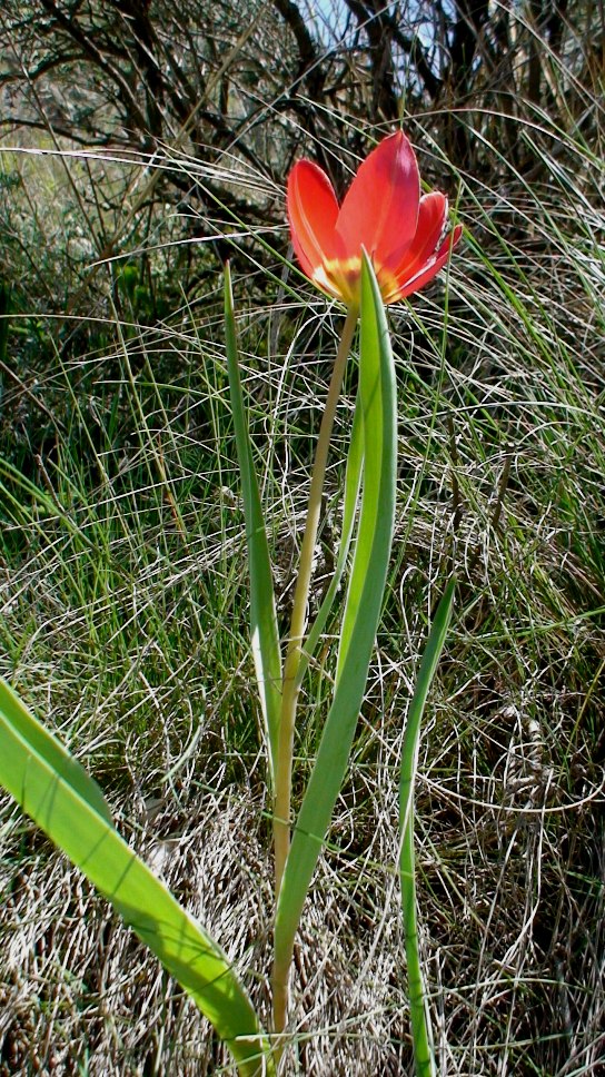 Изображение особи Tulipa julia.