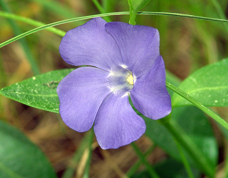 Изображение особи Vinca minor.