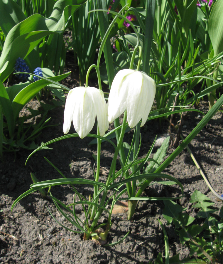 Image of Fritillaria meleagris specimen.