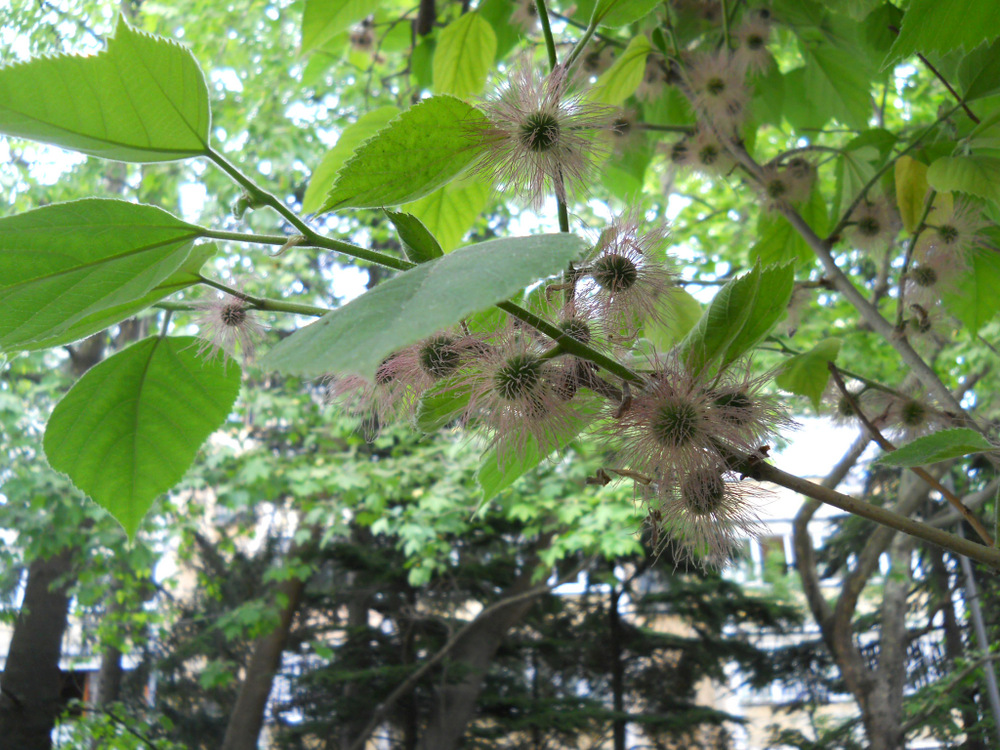 Изображение особи Broussonetia papyrifera.