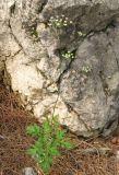 Physospermum cornubiense. Цветущее растение. Крым, южный берег, окр. Алупки, сосновый лес. 2 июня 2012 г.