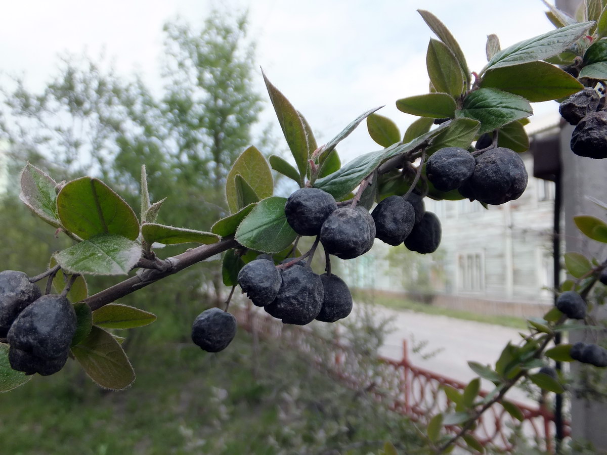 Image of Cotoneaster lucidus specimen.