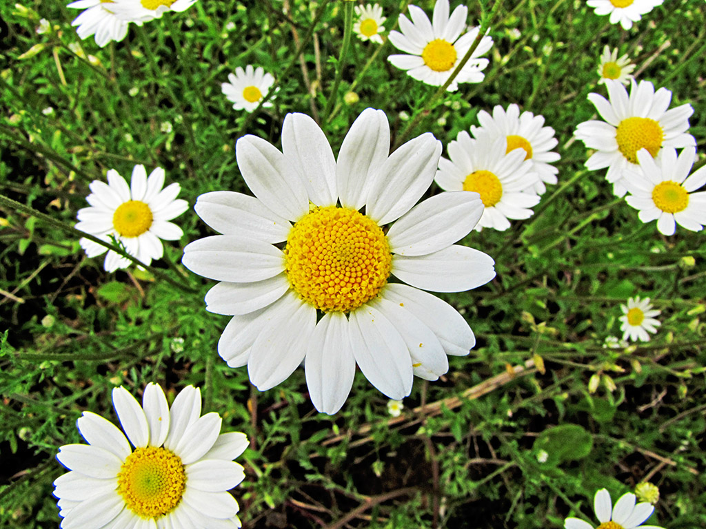 Image of genus Anthemis specimen.