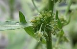 Rumex maritimus. Соплодие. Краснодарский край, станица Старонижестеблиевская, старица Ангелинского ерика. 08.06.2012.