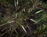 Bromus arvensis