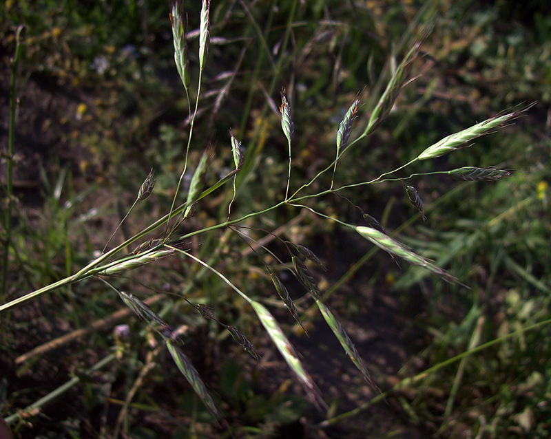 Изображение особи Bromus arvensis.