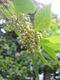 Callicarpa bodinieri