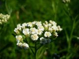 Achillea alpina. Соцветие. Республика Саха (Якутия), Томпонский р-н, окр. села Кескил. 08.07.2012.