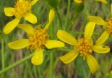 Senecio schwetzowii