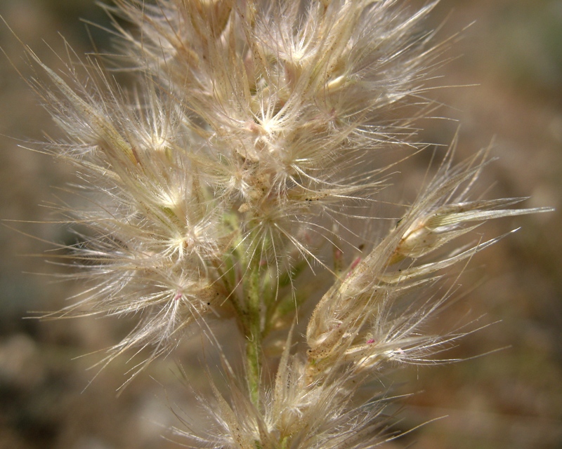 Image of Enneapogon persicus specimen.