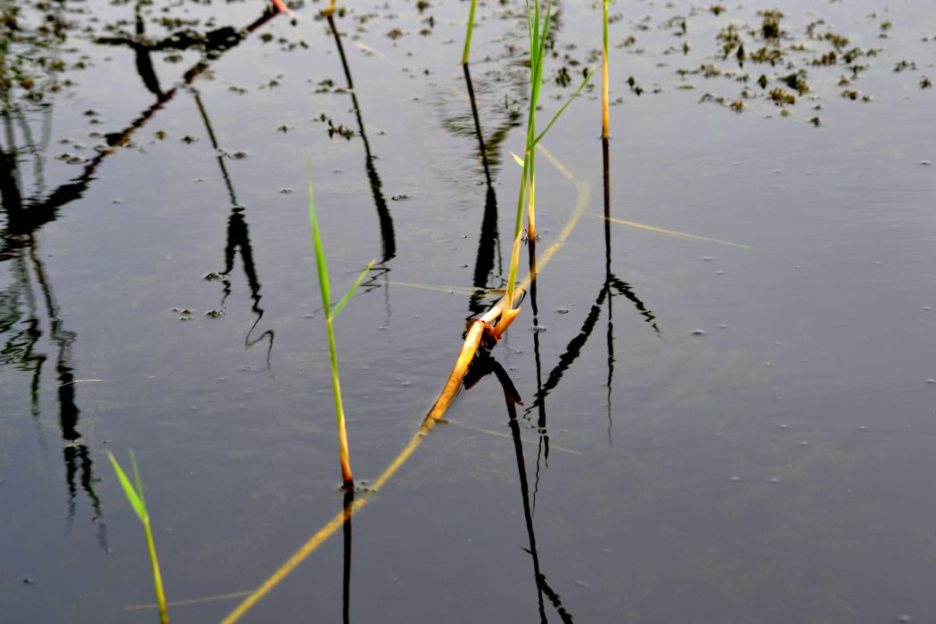 Изображение особи Phragmites australis.