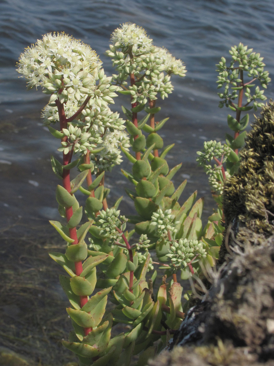Image of Hylotelephium stepposum specimen.