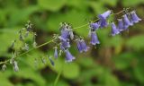 Adenophora curvidens