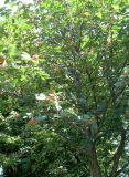 Sorbus intermedia. Крона плодоносящего дерева. Австрия, Вена, парк Зигмунд-Фройд. 10.09.2012.