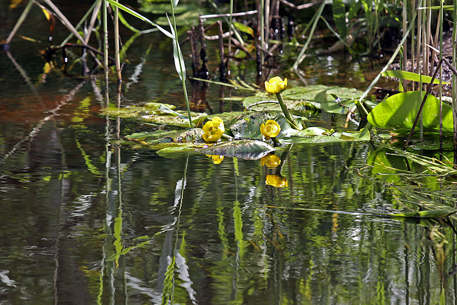 Image of Nuphar lutea specimen.