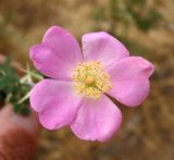 Rosa maracandica. Цветок. Туркменистан, хр. Кугитанг. Июнь 2012 г.