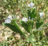 Limonium lobatum. Верхушки побегов с соцветиям. Израиль, Северный Негев, лес Лаав. Апрель 2009 г.