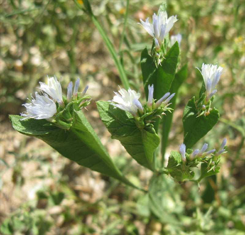 Изображение особи Limonium lobatum.