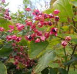 Clerodendrum trichotomum